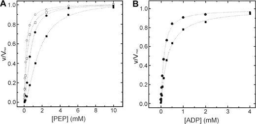 Fig. 3. Steady-state kinetics of wild-type and mutant R510Q RPK. / (A) Steady-state kinetics of recombinant wild-type (circles) and R510Q mutant (squares) RPK as a function of PEP. All experiments were performed at 37°C according to the published method.20Open symbols represent data points obtained in the presence of 1 mM FBP and filled symbols obtained without FBP. (B) Kinetics of wild-type (circles) and R510Q (squares) PKs against ADP. Concentration of PEP was fixed at 5 mM.