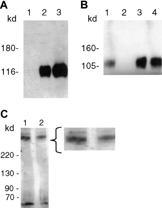 Fig. 3. PfEMP1 binding to recombinant human P-selectin (rhP-selectin) is inhibited by neuraminidase and fucoidin. / (A) PfEMP1 immobilized on anti-ATS beads was digested with neuraminidase (0.5 U/mL) from V cholerae for 1 hour at 37°C prior to incubation with the soluble receptor. The enzyme treatment completely abrogated its interaction with P-selectin (lane 1). Binding of rhP-selectin was seen when PfEMP1 was treated with the neuraminidase buffer alone (lane 2), and the solubilized receptor protein comigrated with rhP-selectin (lane 3). (B) PfEMP1 immobilized on ATS beads were incubated with rhP-selectin in the absence (lane 1) or presence (lane 2) of fucoidin 100 μg/mL. Fucoidin competitively inhibited the binding of rhP-selectin to PfEMP1. An unrelated sugar dextran had no effect on the binding of rhP-selectin (lane 3). The solubilized receptor protein comigrated with rhP-selectin (lane 4). (C) PfEMP1 immobilized on anti-ATS beads were incubated with 0.5 U/mL neuraminidase (lane 2) or with the buffer alone (lane 1) for 1 hour at 37°C. Treated beads were extensively washed and run on an SDS-PAGE gel for 30 minutes and blotted as described. The blot was probed using anti-ATS. There was no significant difference in the molecular size or thickness of the bands in the 2 lanes by densitometry.