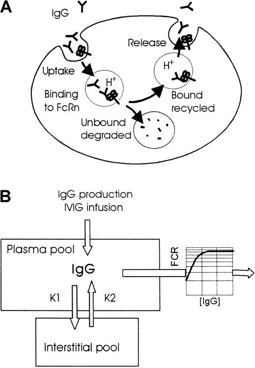 Fig. 1. Models of the role of FcRn in the degradation of IgG and of the 2-compartment pharmacokinetics used for the simulations. / (A) IgG is taken up by aspecific pinocytosis into endosomes. At decreasing pH (approximately pH 6), IgG binds to FcRn in the wall of the endosomes, after which the IgG-FcRn complexes are recycled to the cell surface, where IgG is released because of higher pH. IgG not bound to FcRn is delivered to lysosomes and degraded. At higher IgG concentrations FcRn will become saturated, resulting in a smaller proportion of the endocytosed IgG rescued by FcRn from degradation in the lysosomes. This results in a shorter plasma half-life (or higher fractional clearance rate) with a minimum value determined by the pinocytosis rate when all FcRn is saturated. (B) Elimination from the plasma compartment, consisting of cellular uptake with saturable return as depicted above, is a nonlinear process described by a concentration-dependent FCR.