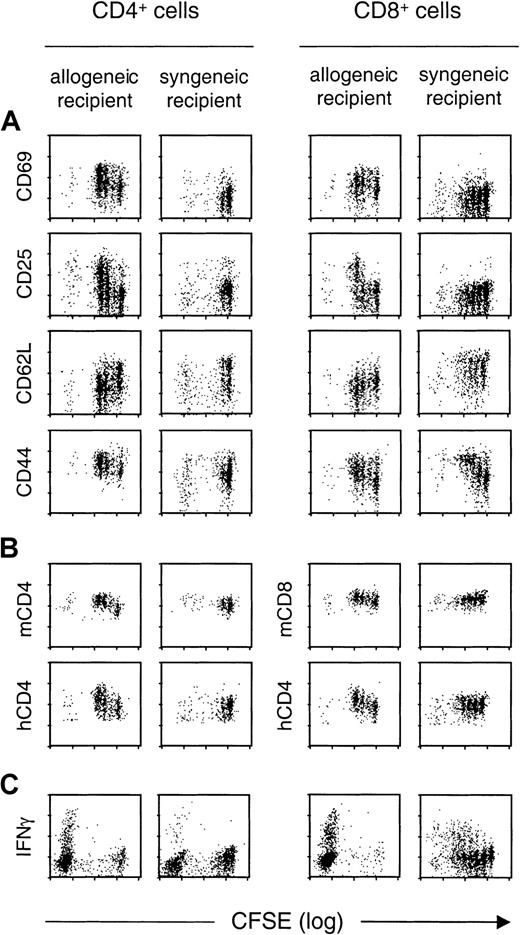 Fig. 2. Expression of T-cell phenotypic markers as a function of cell division during allogeneic versus homeostatic proliferation. / CFSE-labeled T cells from hCD4 transgenic B6 mice were transferred into semiallogeneic (B6/D2) or syngeneic (B6) lethally irradiated mice. CD4+ and CD8+ donor (hCD4+ gated) T cells recovered from spleens of recipient mice were analyzed for expression levels of (A) indicated T-cell activation markers, (B) mCD4 and mCD8 molecule, as well as the hCD4 marker for both cell types, and (C) intracellular IFN-γ production. The figure compares results obtained 40 hours after allogeneic transfer versus 88 hours after syngeneic transfer. For IFN-γ staining experiments (C), cells were collected from allogeneic or syngeneic recipients 8 days after transplantation. The control group was constituted by nonirradiated mice receiving syngeneic T cells in which no T-cell divisions were observed. In these mice, the level of expression for the different markers examined was comparable to the one observed on T cells freshly isolated from donor mice (not shown). Similar results were obtained in 3 allogeneic and 3 syngeneic recipient mice, at each time point.