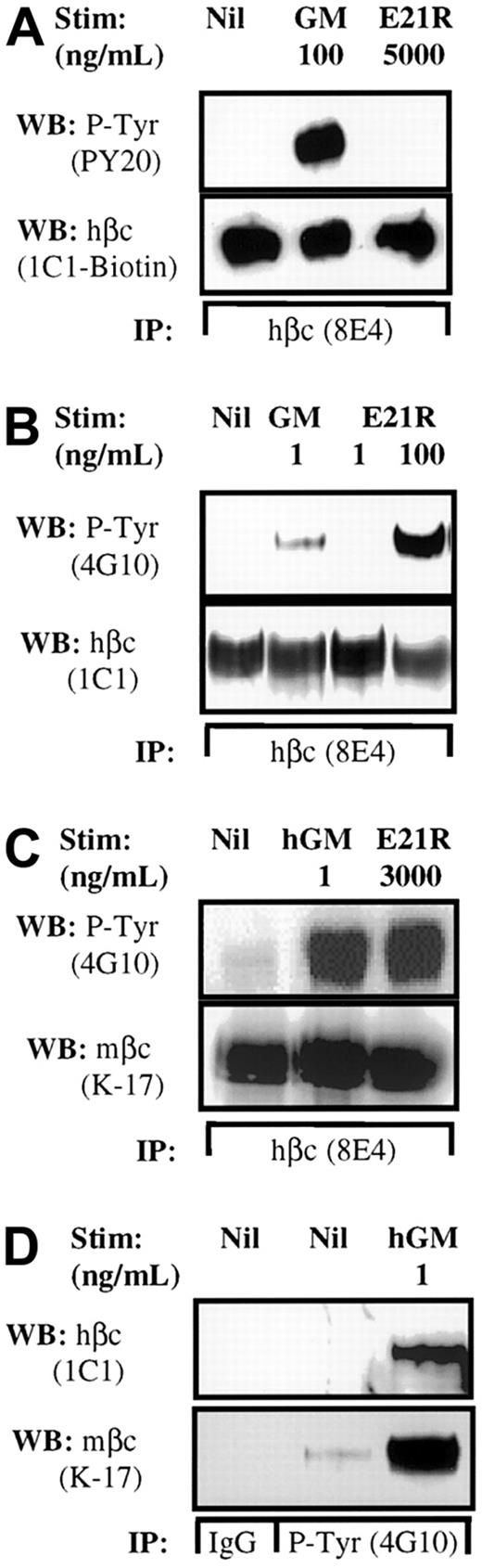 Fig. 2. Transfected hβc spontaneously associates with endogenous mβc and the βc complex is phosphorylated inappropriately in response to E21R. / Factor-deprived human UT7 cells (A) or mouse hGMR BaF-B03 cells (B-D) were stimulated as indicated for 5 minutes at 25°C. Cells were lysed and hβc was immunoprecipitated with 8E4 anti-hβc antibody (A-C). The presence of tyrosine phosphorylated hβc was detected using an antiphosphotyrosine antibody, PY20 (A) or 4G10 (B,C). Filters were then stripped and reprobed for the presence of hβc with 1C1 anti-hβc antibody (A,B). The presence of mβc following hβc immunoprecipitation was determined on a duplicate filter using anti-mβc antibody, K-17 (C). Tyrosine phosphorylated proteins were immunoprecipitated with the 4G10 antiphosphotyrosine antibody (D) and the presence of hβc detected using 1C1 antibody. The filter was then stripped and reprobed for the presence of mβc with K-17.