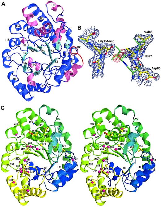 Fig. 3. Location of mutations in the URO-D structure. / (A) View of a URO-D monomer approximately along the axis of the β-barrel, looking directly at the active site cleft. Secondary structural elements are labeled. β-Strands (cyan) forming the core of the barrel are labeled S1 to S8. Corresponding helices (purple) are labeled H1 to H8. Accessory helices are labeled HA to HJ (pink), and the accessory β-strands (cyan) are labeled SA and SB. The loop that became disordered in mutant structures (residues 56-62) between HB and H1 is shown in red. (B) Electron density (1ς 2Fo-Fc) covering the refined structure of Gly156Asp URO-D. The Gly156Asp structure is shown in yellow, and the wild-type URO-D structure is shown in green. The Asp side chain at position 156 causes the movement in nearby residues, 85 to 87, toward the active site cleft (right side of figure). Two water molecules (as depicted by the red difference density −3ς Fo-Fc) fill the gap left behind and form hydrogen bonds to the Asp. (C) Stereo diagram of the structure of a URO-D monomer, from blue to green to yellow, along the amino acid sequence. The disordered loop is shown as a thin blue line with spheres on the Cα positions. Numbers indicate the positions of mutant residues. Amino acids that were identified as mutant in this study are depicted as yellow ball-and-stick, and they are depicted as pink spheres for previously reported mutations.