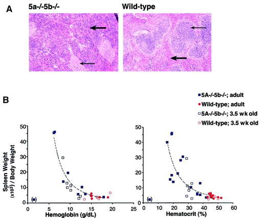 Fig. 3. Splenomegaly in Stat5a−/−5b−/− mice correlates with their degree of anemia. / (A) Hematoxylin and eosin-stained sections of adult spleen from either wild-type or Stat5a−/−5b−/− mice. Thick arrow points at a region of red pulp. Thin arrow points at a region of white pulp. Photographs were taken at an original magnification of × 25. (B) Splenomegaly in Stat5a−/−5b−/−mice inversely correlates with both the hematocrit and hemoglobin concentration. Correlation curve was fitted using Microsoft Excel Trendline tool to the Stat5a−/−5b−/− adult data, excluding one data point from an extremely anemic mouse (in brackets). The curves drawn fit the equations y = 3487 × −2.4 (R2 = 0.91) for the hemoglobin data, and y = 12 089 × −2.0(R2 = 0.72) for the hematocrit data.