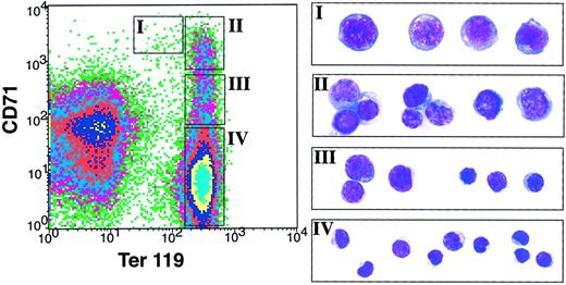 Fig. 4. Flow cytometry assessment of spleen erythroblast maturation. / Freshly dissociated wild-type mouse spleen cells were labeled with a biotin-conjugated monoclonal antibody (mAb) to CD71 and a PE-conjugated anti-Ter119 mAb, followed by APC-conjugated streptavidin. Dead cells (staining positive with propidium iodide) and anucleated red cells (with low forward scatter) were excluded from analysis. The left-hand panel illustrates a density plot of all viable spleen cells; axes indicate relative fluorescence units for PE (x-axis) and APC (y-axis). Regions I to IV were selected as indicated. The right-hand panels show May-Grunwald Giemsa–stained cytospin preparations of cells sorted from each of regions I to IV. Representative cells from 2 to 3 fields are shown for each region. These are predominantly proerythroblasts in region I, basophilic erythroblasts in region II, late basophilic and chromatophilic erythroblasts in region III, and orthochromatophilic erythroblasts in region IV. The photographs were taken at an original magnification of × 400.