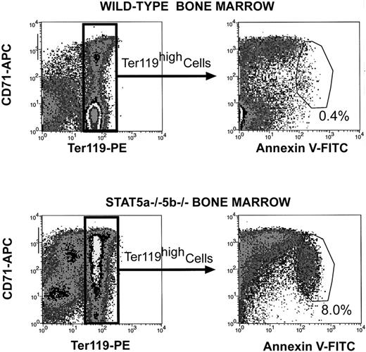 Fig. 6. Increased apoptosis in Stat5a−/−5b−/− bone marrow erythroblasts. / Bone marrow from either wild-type or Stat5a−/−5b−/− mice was labeled with CD71 (APC channel) and Ter119 (PE channel) as described in Figure 4. Cells were then incubated with FITC-conjugated annexin V and propidium iodide and analyzed by flow cytometry. Cells positive for propidium iodide were excluded from analysis. The top and bottom left-hand panels show flow cytometry density plots for CD71 and Ter119 similar to those shown for spleen cells in Figures 4 and 5. The right-hand panels show density plots for annexin V binding on Ter119high cells only. The region of increased annexin V binding is indicated and contains 0.4% of wild-type Ter119high cells (top right-hand panel) and 8% of Stat5a−/−5b−/−Ter119high cells (bottom right-hand panel). Data shown are representative of 2 experiments.