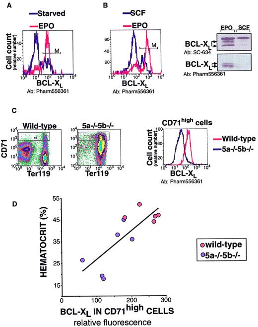 Fig. 7. Decreased bcl-xLexpression in Stat5a−/−5b−/− early erythroblasts correlates with anemia. / Panels A-B show evaluation of a flow cytometry assay for bcl-xL. (A) Histogram of HCD-57 cells labeled for bcl-xL (x-axis: relative fluorescence). HCD-57 cells were cultured in Epo (1 U/mL) or starved of Epo for 18 hours in the presence of serum. Cells were then fixed, permeabilized, and labeled for bcl-xL using a rabbit polyclonal antiserum (Pharmingen, see “Materials and methods,” here labeled as Pharm556361) and Alexa Fluor 488 goat anti–rabbit IgG. In the presence of Epo, 83% of cells label positive for bcl-xL (marked by “M”); after 18 hours of starvation, this declines to 24%. (B) Bcl-xLlevels in HCD-57 cells growing either in Epo (1 U/mL) or in SCF (100 ng/mL) assessed by flow cytometry or by Western blot analysis. Flow cytometry as described in panel A; 75% of cells are positive for bcl-xL when cultured in Epo, but only 20% of cells express bcl-xL when cultured in SCF. Western blot analysis was carried out either with a polyclonal rabbit IgG bcl-xL(SC-634, Santa-Cruz Biotechnology, Santa Cruz, CA) or with the Pharm556361 antibody, as indicated. (C) A representative flow cytometry measurement of bcl-xL in spleen erythroblasts. Spleen cells from one wild-type and one anemic Stat5a−/−5b−/− mouse were labeled with CD71 (APC channel) and Ter119 (PE channel). Cells were then fixed, permeabilized, and labeled for bcl-xL (Alexa 488 channel). Bcl-xL expression in CD71high cells (which are >90% Ter119+ erythroblasts) is clearly reduced in Stat5a−/−5b−/− cells when compared with wild-type cells (right-hand panel). (D) Bcl-xL expression in CD71high cells was measured as described in panel C, in 5 wild-type mice and 6 Stat5a−/−5b−/− mice in the same experiment. Correlation line was fitted to the Stat5a−/−5b−/− data points (R2 = 0.64). Representative of 3 similar experiments.