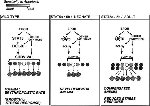 Fig. 10. Model for Stat5a−/−5b−/− erythropoiesis. / Erythroid progenitors vary in their sensitivity to apoptosis and in their requirements for antiapoptotic signaling from EpoR.34 Under conditions of maximal erythropoietic rate, during rapid growth or in response to stress, all erythroid progenitors are rescued from apoptosis and give rise to red cells (left-hand panel). Impairment of EpoR antiapoptotic signaling in Stat5a−/−5b−/− neonates under rapid growth conditions will lead to apoptosis of the more sensitive progenitors and result in developmental anemia (middle panel). Surviving Stat5a−/−5b−/− adults are able to partly compensate for the deficit in EpoR antiapoptotic signaling by increasing the size of the early erythroblast population. This may result in improved rates of red cell production at the expense of expanded erythropoietic tissue and increased apoptosis (right-hand panel).