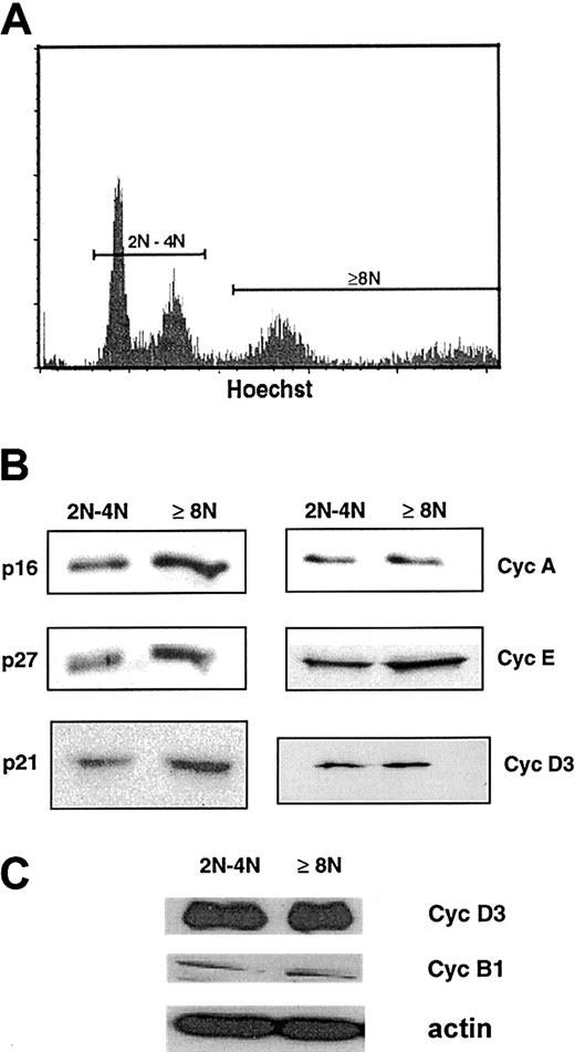 Fig. 1. Presence of cell-cycle proteins in 2N/4N and at least 8N human megakaryocytes. / (A) Flow cytometric analysis of day-8 megakaryocytes derived from G-CSF–mobilized blood CD34+ after labeling with the Hoechst 33342 dye and a PE–anti-CD41 mAb. CD41+ cells were sorted into 2N/4N and into greater than 4N cell fractions. Hoechst staining was analyzed by means of a linear scale. (B) Western blot analysis of cyclin (Cyc) D3, cyclin E, cyclin A, p21, p27, and p16 from the 2 sorted cell populations. The same quantity of proteins was loaded in the 2N/4N and at least 8N lanes. (C) Comparison of the expression of cyclin D3 and cyclin B1 by Western blots from the 2 sorted cell populations. This experiment was perfomed with a pool of sorted cells different from that used to generate the analysis in panel B. The same quantity of protein was loaded in the 2N/4N and at least 8N lanes, as confirmed with the use of actin as a control. In these 2 pools of sorted cells, purity of the cells of at least 8N was greater than 95%, and composed of two thirds of 8N cells and one third 16N cells.