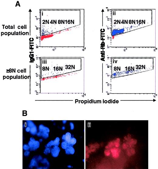 Fig. 2. Expression of Rb in polyploid megakaryocytes. / (A) Flow cytometry. Mobilized-blood CD34+ cells, cultured for 8 days in the presence of SCF and PEG-rHuMGDF, were labeled with PI (panels Ai, Aii, Aiii, Aiv) and an anti-Rb mAb (panels Aii, Aiv) or an isotype control (panels Ai, Aiii). The cells were acquired in a gate (not shown) excluding aggregates and cell debris. Analysis was performed either in the total cell population (panels Ai, Aii) or in the polyploid cell population (panels Aiii, Aiv). This is a representative flow cytometric profile of an experiment performed 3 times. (B) Rb has a nuclear localization in megakaryocytes. Human megakaryocytes were labeled by indirect fluorescence by means of an anti-Rb mAb and then a secondary TRITC-labeled antibody (panel Bii), and the nucleus was counterstained with DAPI (panel Bi). A similar localization of Rb was observed on 150 megakaryocytes examined.