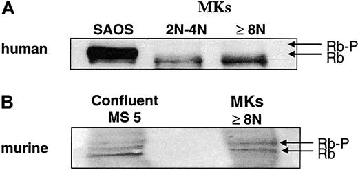 Fig. 3. Rb expression during polyploidization. / Human megakaryocytes were sorted as in Figure 1. A similar technique of sorting was used for murine megakaryocytes at day 2 of culture, but only the cell fraction with at least 8N was recovered. Western blot was performed with an anti-Rb mAb, which recognizes both the human (panel A) and murine (panel B) molecules. The human epithelial cell line SAOS (panel A) and the murine stromal cell line MS-5 (panel B) were used as controls. Western blots are from a representative experiment (n = 3).
