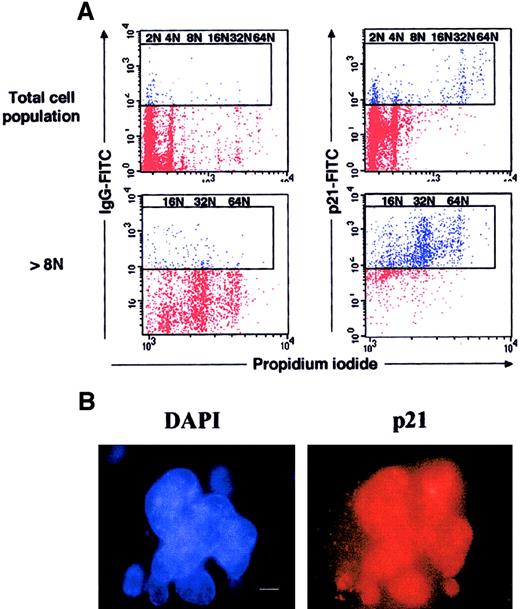 Fig. 4. Expression of p21 at high levels in murine polyploid megakaryocytes. / (A) Flow cytometry. Lin− murine marrow cells were grown for 3 days in the presence of SCF and PEG-rHuMGDF, and cells were processed as in Figure 2. Dot plots are from a representative experiment (n = 3). (B) Immunostaining of p21. In parallel, p21 was immunodetected by indirect immunofluorescence on slides, by means of an anti-p21 mAb and a secondary TRITC-conjugated antimouse antibody, while the nuclei were counterstained with DAPI (bar 10 μm). A similar nuclear localization of p21 was observed on 250 megakaryocytes.