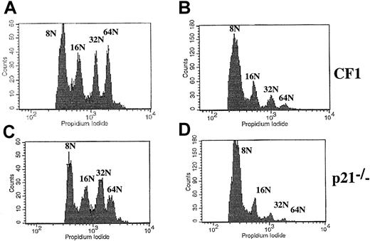 Fig. 8. Overexpression of p21 in murine megakaryocytes. / Lin− cells from wild-type CF1 or p21−/− bone marrow were cultured for 2 days in the presence of PEG-rHuMGDF and SCF and infected with an ecotropic retrovirus containing either the HA-tagged p21 and EGFP cDNA (panels B, D) or EGFP cDNA alone vectors (panels A, C) (3 experiments). After infection, more than 50% of the megakaryocytes expressed EGFP as assessed by microscopy. Because the FITC anti-CD41 mAb could not be used for cell sorting, ploidy was measured by flow cytometry in cells with at least 8N. Overexpression of p21 significantly decreased the mean ploidy of megakaryocytes in comparison with cells infected with the control vector independent of p21 status of the mice (CF1, panels A, B; p21−/−, panels C, D). Similar results were obtained in C57Bl/6 mice (data not shown, n = 3).