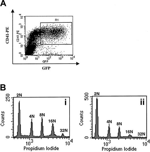 Fig. 9. Overexpression of p21 in human megakaryocytes. / (A) Sorting of infected CD41+ cells. Cells were infected at days 5 and 6 of culture and stained at day 7 with a PE–anti-CD41 mAb. Cells expressing high levels of EGFP and CD41, corresponding to infected megakaryocytes, were sorted in the R1 gate. (B) Effects of the p21 overexpression on the ploidy of human megakaryocytes. Cells infected with the VSV-G Migr retrovirus containing EGFP alone (panel Bi) or HA-tagged p21 and EGFP (panel Bii) were sorted as in panel A. Ploidy was then analyzed after PI staining. A typical experiment is illustrated. In this experiment, the ploidy level in the control was higher than in the experiment illustrated in Figure 1A. This difference was related to the variability observed among human samples. In 3 experiments, p21 overexpression markedly decreased (about 2-fold) the mean ploidy of human megakaryocytes.