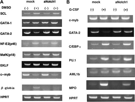 Fig. 2. Regulation of hematopoietic transcription factors. / A semiquantitative RT-PCR method was performed to compare the expression level of the transcription factors shown, which are involved in erythroid (A) and myeloid (B) differentiation in the presence or absence of aNotch1. The results were confirmed using 2 independent aNotch1-expressing and control clones.