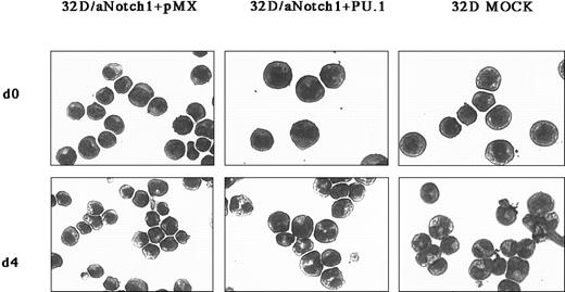 Fig. 5. Reversal by PU.1 of the effect of aNotch1 on the granulocytic differentiation in 32D cells. / The 32D/aNotch1 cells were infected with a mock virus or a PU.1-containing pMX/IRES-EGFPpuro virus. The cells are shown 4 days after the addition of G-CSF and after Wright-Giemsa staining. Original magnification × 400. Three independent PU.1-expressing clones and control clones derived from each of 2 independent aNotch1-expressing clones were investigated.