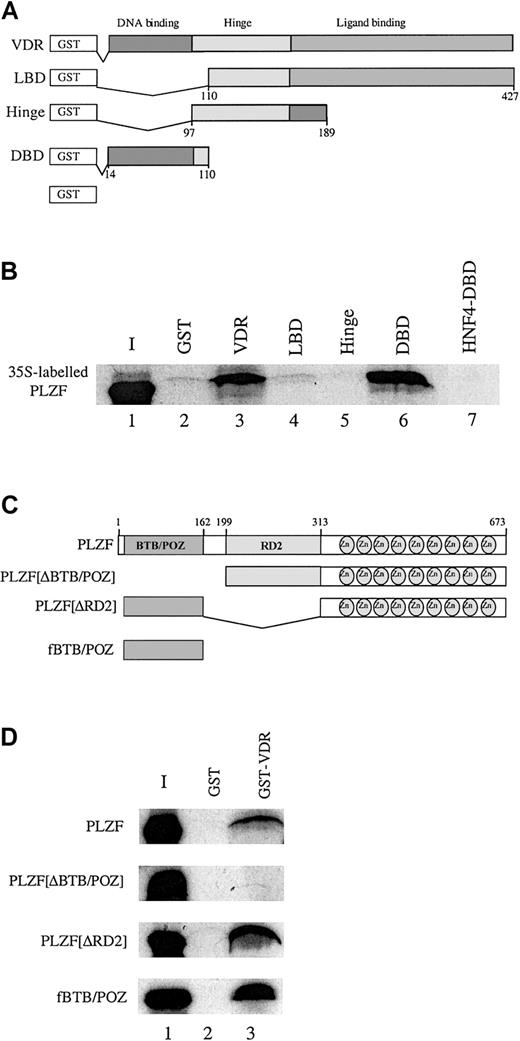 Fig. 3. PLZF associates with the VDR DBD in vitro by means of the BTB/POZ domain. / (A) Schematic diagram of the GST-VDR fusions used to assess an in vitro interaction between PLZF and VDR. These included the full-length VDR, the LBD (amino acids 110-427), the hinge region (amino acids 97-189), the DBD (amino acids 14-110), and GST alone. The VDR derivatives were affinity purified after expression in Escherichia coli on GST Sepharose. The expression levels of the GST-VDR derivatives were assessed by SDS-PAGE analysis of expressed proteins (data not shown). (B) PLZF interacts selectively in vitro with full-length GST-VDR and GST-VDRDBD (lanes 3 and 6, respectively) but not with GST-VDRLBD, GST-VDRhinge, or the orphan receptor HNF4DBD fused to GST (lanes 4, 5, and 7). PLZF was translated in the presence of 35S-methionine and incubated at 4°C with the various VDR derivatives depicted in panel A. Interacting complexes were washed and subjected to SDS-PAGE analysis, dried, and exposed to film. Similar amounts of specific protein were used in each experiment. Lane 1 represents 10% of the labeled PLZF input (I). PLZF runs slightly differently in the input lane because of the lack of BSA (which was added to stabilize interactions in the other lanes). Approximately 5 × 10−13 mM PLZF was used in each reaction. (C) Schematic diagram of PLZF derivatives. PLZFΔBTB/POZ (Δ amino acids 1-162), PLZFΔRD2 (Δ amino acids 199-313), and fBTB/POZ (flag-tagged amino acids 1-162) were used in subsequent in vitro GST pull-down assays. (D) The BTB/POZ domain is necessary and sufficient for PLZF interaction with VDR. GST-VDR on GST agarose beads (lane 3) was incubated with 35S-labeled, in vitro–translated PLZF, PLZFΔBTB/POZ, PLZFΔRD2, or fBTB/POZ at 4°C. Resulting complexes were washed and analyzed by SDS-PAGE and autoradiography. None of the derivatives interacted with GST alone (lane 2). Approximately 5 × 10−13 mM translated protein was used in each reaction. Pull-down experiments were done at least 3 times, and a representative film is shown.