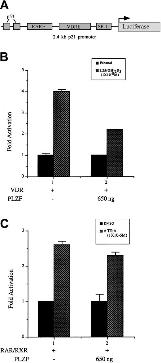 Fig. 9. PLZF expression inhibits 1,25(OH)2D3-dependent activation but not ATRA-dependent activation of the p21 promoter in U937 cells. / (A) Schematic diagram of the 2.4-kb fragment of the p21 promoter illustrated in panels B and C. The p21 promoter contained VDREs and a RARE located approximately 800 bp and 1200 bp from the start site of transcription.745 (B) PLZF expression reduces VDR-mediated activation of the p21 promoter. The p21 promoter cloned upstream of the luciferase gene was cotransfected with VDR and PLZF in U937 cells. Results are graphed as fold activation. (B) PLZF does not appreciably affect RARα-mediated p21 transcription. U937 cells were cotransfected with RARα, retinoid X receptor (RXR), and the p21 promoter and reporter. Results are graphed as fold activation. RXR was used here because strong ATRA-dependent activation of this promoter required its coexpression.