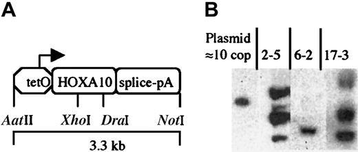Fig. 1. The. / tetO-HOXA10 transgenic construct and characterization of transgenic mice. (A) The HOXA10 construct containing the human HOXA10 cDNA under the control of the PhCMV*-1, a minimal promoter from hCMV fused to the tetO sequences. The intron-polyA (pA) sequence is derived from the rabbitβ-globin gene. The picture is not drawn to scale. (B) Southern blot analysis showing 3 of the transgenictetO-HOXA10 mouse lines. Approximately 10 μg genomic DNA was digested with BamHI and hybridized with a HOXA10-specific probe. The band in the control lane corresponds to 10 copies (cop) of the construct mixed together with genomic DNA from wild-type control mice.
