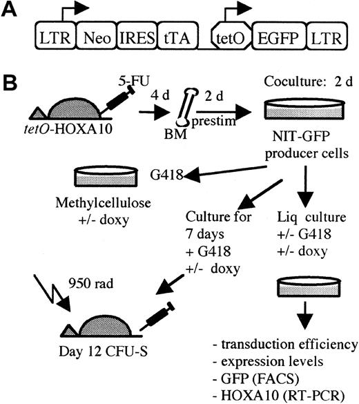 Fig. 2. The experimental design using the tTA vector. / (A) The NIT-GFP vector used in the experiment for transducingtetO-HOXA10 transgenic BM cells. LTR indicates long terminal repeats; neo, neomycin-resistance gene; IRES, internal ribosomal entry site; tTA, tetracycline transactivator; tetO, PhCMV*-1, minimal promoter fused to the tet operator (tetO) sequences; EGFP, enhanced green fluorescent protein; prestim, prestimulated; doxy, doxycycline; Liq, liquid; rad, cGy. (B) A schematic overview of the experimental design.
