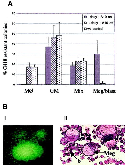 Fig. 4. Induced expression of HOXA10 affects colony formation in methylcellulose culture. / (A) Depicted is the frequency of CFU-M, CFU-GM, CFU-Mix, and the unique megakaryocytic-blast colonies. BM cells from tetO-HOXA10 and control mice were transduced with the NIT-GFP vector and plated out on methylcellulose. On day 11 to 12, colonies (n = 434 for A10−doxy, n = 346 for A10+doxy, n = 158 for control cells) were scored on the plates. The morphology of a number of the colonies was further verified by picking single G418-resistant colonies for examination by Wright-Giemsa staining. Results are expressed as means ± SD from 4 independent experiments. (B) Day 12 methylcellulose colonies, derived from NIT-GFP–transduced tetO-HOXA10 progenitor cells grown in the absence of doxycycline. (Bi) Colony expressing the GFP marker gene (original magnification × 40). (Bii) Wright-Giemsa staining of cytospin preparation of methylcellulose colony containing megakaryocytes (Meg) and blastlike (b) cells (CFU-Meg/blast) formed by cells overexpressing HOXA10 (original magnification × 200).