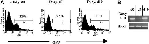 Fig. 5. Regulation of HOXA10 and GFP expression in vivo. / Directly after NIT-GFP transduction, 106tetO-HOXA10 cells were injected into lethally irradiated recipients. The expression of GFP and HOXA10 was then monitored by FACS and RT-PCR, respectively. Representative results from one recipient mouse receiving transplants of NIT-GFP–transduced BM cells from line 2-5 are presented. (A) Percentage of GFP-expressing cells in the peripheral blood of the recipient 10 weeks after transplantation, in the absence (d0 and d19) or presence (d7) of doxycycline. (B) HOXA10 expression levels in the peripheral blood at the indicated time points. The levels were measured by performing RT-PCR on total RNA isolated from leukocytes. Absence of DNA contamination was also verified (data not shown).