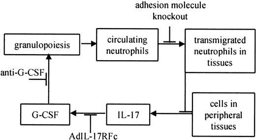 Fig. 4. Feedback loop controlling normal neutrophil homeostasis in leukocyte adhesion molecule–deficient mice. / Increased granulopoiesis increases circulating neutrophils. Some of these neutrophils migrate into peripheral tissues, including the skin, gut, and mucous membranes.49 A defect in neutrophil trafficking breaks the feedback loop, which is restored by adding transmigration-competent neutrophils (this study). Cells in the tissues produce IL-17,23 which causes the release of G-CSF,23 which in turn increases granulopoiesis.1619 Other stimuli are likely to influence neutrophil homeostasis at each step of the feedback loop (not shown).