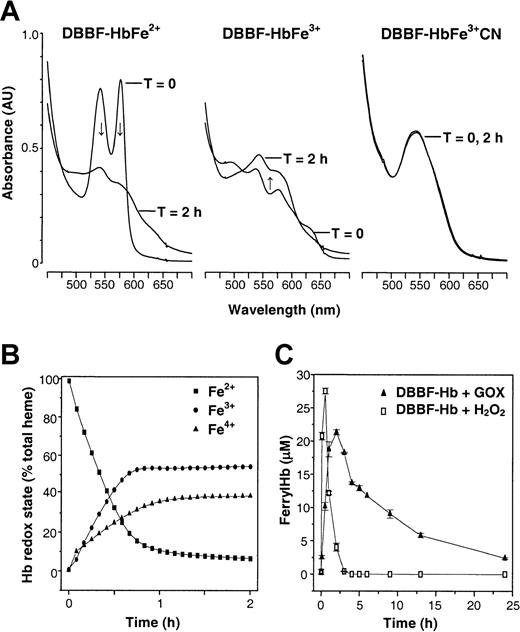 Fig. 1. Oxidation of DBBF-Hb by low levels of enzymatically generated H2O2. / (A) Reaction mixtures were prepared containing 50 μM DBBF-HbFe2+, DBBF-HbFe3+, or DBBF-HbFe3+CN in HBSS, pH 7.4, 37°C. Representative visible spectra (450-700 nm) are shown before and 2 hours after the addition of 10 mU/mL GOX. After 2 hours, the spectra obtained with DBBF-HbFe2+ and DBBF-HbFe3+ were similar and reflected the formation of the Fe4+ intermediate. Arrows indicate the direction of change of the spectra. The characteristic spectrum of DBBF-HbFe3+CN was unchanged. (B) Time-dependent changes in the redox states after GOX addition to DBBF-HbFe2+. Visible absorbance spectra were collected every 5 minutes for 2 hours, and the oxidation states were calculated using the Winterbourn method. (C) Ferryl hemoglobin formation after the addition of 500 μM H2O2 or 10 mU/mL GOX to medium containing DBBF-Hb under culture conditions. Ferryl hemoglobin was measured using the sodium sulfide method as described in “Materials and methods.” Each point represents the mean ± SE for 4 to 5 samples.