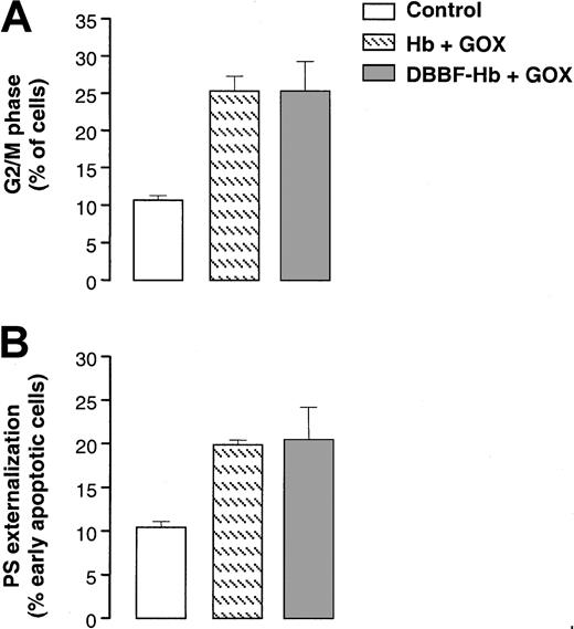 Fig. 5. Redox cycling of unmodified hemoglobin induces G2/M arrest and apoptosis. / (A) The proportion of G2/M cells measured after a 9-hour incubation with medium alone or medium containing 2 mU/mL GOX and 50 μM DBBF-Hb or unmodified hemoglobin. Each value represents the mean ± SE of 3 to 5 independent experiments. (B) PS externalization measured after 18 hours for the same treatments as in panel A. Each value represents the mean ± SE of 3 to 5 independent experiments.