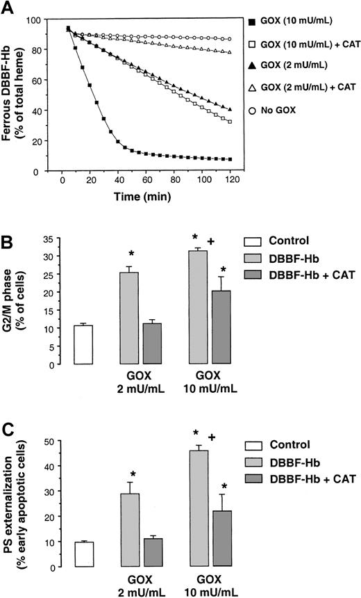 Fig. 8. Catalase inhibits DBBF-Hb oxidation, G2/M arrest, and apoptosis. / (A) Reaction mixtures containing 50 μM DBBF-Hb, with or without 100 U/mL catalase, were incubated with or without GOX (2 or 10 mU/mL). Percentages of HbFe2+ were measured at 2-minute intervals for 2 hours using the Winterbourn equations. Representative tracings of 1 of 4 experiments are shown. (B) Proportion of G2/M cells measured after a 9-hour incubation with medium alone or 50 μM DBBF-Hb and GOX (2 or 10 mU/mL) in the presence or absence of 100 U/mL catalase. Each value represents the mean ± SE of 3 to 6 independent experiments. (C) PS externalization measured after 18 hours for the same treatments as in panel B. Each value represents the mean ± SE of 3 to 6 independent experiments. *P < .05 versus medium alone; +P < .05 versus 2 mU/mL GOX.