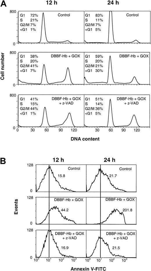 Fig. 9. Caspase inhibitor, z-VAD-fmk, does not suppress G2/M arrest but inhibits PS externalization. / BSO-pretreated cells were analyzed 12 and 24 hours after incubation with medium alone (control) or DBBF-Hb (50 μM) and GOX (10 mU/mL) with and without pretreatment with z-VAD-fmk. (A) DNA content histograms with calculated fractions of G1, S, and G2/M from a representative experiment are shown. The fraction of sub-G1 was calculated as a percentage of total gated events. (B) Typical histograms of annexin V staining of the PI-negative cell population (R1 + R2). Mean fluorescence of the gated cell population is shown for each panel.