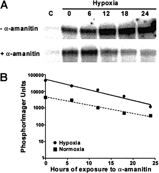 Fig. 4. Effect of hypoxia on TGF-β2 message stability. / HUVECs subjected to normoxic conditions, C, or to 24 hours of hypoxia were treated with 1 μg/mL α-amanitin for the times indicated. (A) TGF-β2 message obtained with RNase protection analysis in HUVECs subjected to hypoxia for 24 hours and subsequently treated with α-amanitin for the times indicated. In parallel cultures, normoxic HUVECs were also cultured with and without α-amanitin (not shown except for the 0-hour control loaded in the first lane). (B) Semilog plot of TGF-β2 transcript half-life in the presence of hypoxic or normoxic conditions. Data were quantitated by PhosphorImager and the results plotted with linear regression; data from 1 of the 2 representative experiments are shown.