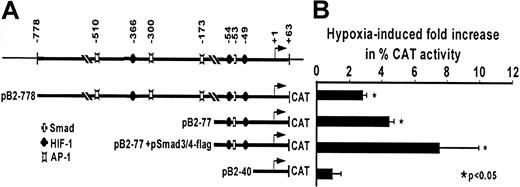 Fig. 5. Effect of hypoxia on transcriptional activity of the TGF-β2 promoter in HUVECs. / (A) Recombinant constructs containing the human TGF-β2 gene promoter between −778 and +63 bp. The transcriptional start site (arrow) driving the CAT gene and selected protein-binding sites (Smad, HIF-1, AP-1) are indicated. (B) Transcriptional activity of the TGF-β2 promoter in response to hypoxia. HUVECs were transfected with pB2-778 or its deletion constructs pB2-77 or pB2-40; pB2-77 was also cotransfected with indicated Smad expression vectors and RSV-β-gal by electroporation. Each transfection was divided into 2 plates and exposed to either to 20% or 1% O2 for 36 hours. CAT activity was determined in whole-cell extracts, and its level, given as percent acetylation, was normalized to protein (Bradford assay, Bio-Rad) and to β-gal activity in each experiment. Results are expressed as fold increases in hypoxic CAT activity compared with normoxic CAT activity in each transfection. The mean ± SD of 4 independent experiments is shown.