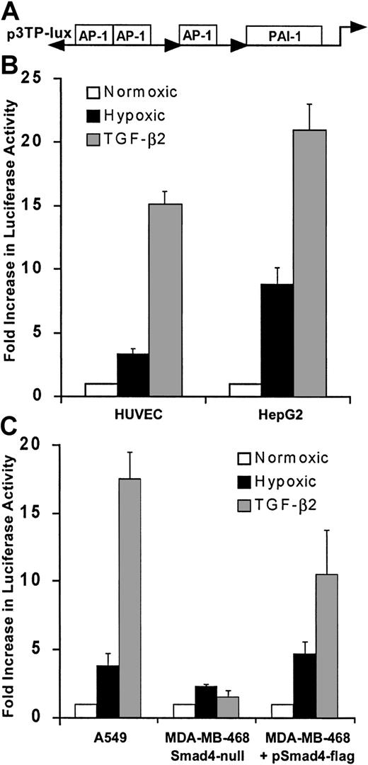 Fig. 6. Hypoxia stimulates transcription from 3TP-Lux in HUVECs. / (A) Structural organization of the 3TP-Lux reporter plasmid, composed of 3 AP-1 binding sites and a TGF-β–responsive PAI-1 promoter fragment driving a luciferase reporter gene, is shown. (B) Response of 3TP-Lux is increased by 4-fold in HUVECs and 10-fold in HepG2 cells after exposure to 1% O2 or TGF-β2 (12.5 ng/mL) for 24 hours. Luciferase activity was determined and results corrected to CMV promoter-derived β-gal activity and protein content of the extracts. Results from 3 independent experiments are shown. (C) Response of p3TP-Lux to hypoxia or TGF-β2 (12.5 ng/mL) is absent in the Smad4-defective MDA-MB-468 cell line and can be reinstated by Smad4 expression. MDA-MB-468 in parallel with the lung carcinoma cell line A549 that expresses Smad4 was transfected with p3TP-Lux by electroporation either in the presence of Smad4 expression vector or empty vector. Transfected cells were divided into 3 identical culture dishes and were exposed to 20% O2 with or without TGF-β2 (12.5 ng/mL) or were exposed to 1% O2 for 24 hours. Luciferase activity from 3 independent experiments is shown.