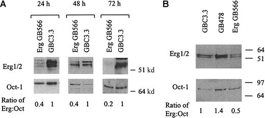 Fig. 2. Erg protein levels are decreased in HUVECs treated with Erg GeneBlocs. / Nuclear extracts from cells treated with 50 nM Erg GeneBloc (GB566) or control GeneBloc (GBC3.3) for 24, 48, or 72 hours (A) and 50 nM control GeneBloc (GBC3.3), Mismatch GeneBloc (GB478), or Erg GeneBloc (GB566) for 24 hours (B) were generated as described (see “Materials and methods”). Western blot analysis with anti-Erg and anti-Oct monoclonal antibodies was performed, and the intensity of the bands was measured by densitometry. Levels of the transcription factor Oct were used to normalize for differences in loading. The ratio between Erg and Oct in the Erg GeneBloc and in the Control samples is shown below using data from densitometry.