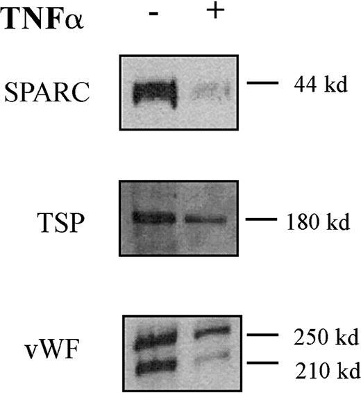 Fig. 5. TNF-α down-regulates SPARC, TSP, and vWF protein secretion by HUVECs. / Western blot analysis of SPARC, TSP, and vWF in the supernatant of HUVECs treated (+ lane) with TNF-α (10 ng/mL) for 24 hours or untreated (− lane). Sizes of the detected bands are reported on the right.
