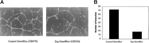 Fig. 6. Erg GeneBlocs reduce endothelial cell tube formation on Matrigel. / The phenotypic effect of the inhibition of Erg on vascular remodeling was tested in vitro using the Matrigel tube formation assay. HUVECs were treated with Erg GeneBloc (GB566) or the Control GeneBloc (GB478) for 24 hours as described. Then they were trypsinized and counted, and 4 × 104 cells/well were plated onto 15-mm wells containing Matrigel. After 16 hours, tubule formation was analyzed using a Leica 550 image analyser. (A) Low-magnification image (original magnification × 200) of tubes formed by HUVECs treated with control GeneBloc (left) or with Erg GeneBloc (right), showing a marked reduction in tube formation in the Erg GeneBloc-treated cells. (B) The number of branches in each sample was quantified using image analysis (results of one representative experiment are shown here).