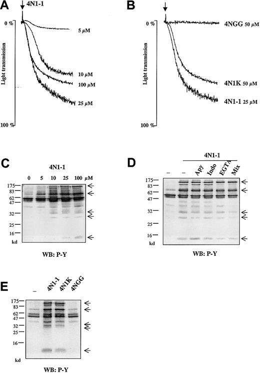 Fig. 1. 4N1-1 induces phosphorylation events independently of secondary platelet activation. / (A) Washed human platelets (2 × 108/mL) were stimulated with increasing concentrations of 4N1-1. (B) Washed human platelets were stimulated with 25 μM 4N1-1, 50 μM 4NGG, and 50 μM 4N1K. Aggregation was monitored by light transmission. Arrows indicate addition of agonist. (C) Platelets were stimulated with increasing concentrations of 4N1-1. (D) Human platelets were pretreated for 10 minutes with 2 U/mL apyrase (apy), 10 μM indomethacin (indo), 1 mM EGTA, or all 3. Mix platelets were then stimulated with 100 μM 4N1-1 for 2 minutes. (E) Human platelets, preincubated as described in the legend for panel D with apyrase, indomethacin, and EGTA, were stimulated with 100 μM 4N1-1, 100 μM 4NGG, and 100 μM 4N1K for 2 minutes. (C-E) Platelets were lysed by addition of NP-40 buffer. Proteins of whole-cell lysate (35 μL) were resolved by 12.5% SDS-PAGE and analyzed with Western blotting using an antiphosphotyrosine antibody (WB: P-Y). Molecular-weight markers are on the left. Arrows on the right indicate the position of prominent phosphorylated bands. Results are representative of an experiment using samples from a minimum of 3 different donors.