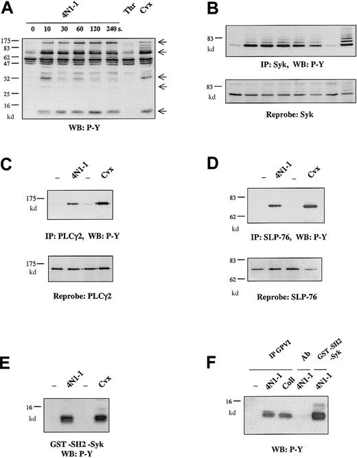 Fig. 2. 4N1-1 and GPVI activation induce a similar tyrosine phosphorylation pattern. / Human platelets, preincubated as described in the legend for Figure 1with apyrase, indomethacin, and EGTA, were stimulated with 100 μM 4N1-1 from 10 to 240 seconds or for 2 minutes with 1 U/mL thrombin (Thr) or 10 μg/mL convulxin (Cvx). Platelets were then lysed by addition of NP-40 buffer. (A) Proteins of whole-cell lysate were resolved by 12.5% SDS-PAGE and analyzed with Western blotting using an antiphosphotyrosine antibody. Arrows on the right indicate the position of prominent phosphorylated bands. (B) Cell extracts were immunoprecipitated by using the anti-Syk antibody. Immunoprecipitates were resolved by 10% SDS-PAGE and analyzed with Western blotting using an antiphosphotyrosine antibody (top). The filter was dehybridized and reprobed by using the anti-Syk antibody (bottom). (C-E) Human platelets were stimulated with 100 μM 4N1-1 or 10 μg/mL convulxin and lysed 2 minutes later. (C) Cell extracts were immunoprecipitated by using the anti-PLCγ2 antibody. Immunoprecipitates were resolved by 7% SDS-PAGE and analyzed with Western blotting using an antiphosphotyrosine antibody (top). The filter was dehybridized and reprobed by using the anti-PLCγ2 antibody (bottom). (D) Cell extracts were immunoprecipitated by using the anti–SLP-76 antibody. Immunoprecipitates were resolved by 10% SDS-PAGE and analyzed with Western blotting using an antiphosphotyrosine antibody (top). The filter was dehybridized and reprobed by using the anti–SLP-76 antibody (bottom). (E) Cell extracts were precipitated by using GST fusion protein containing the tandem SH2 domain of Syk. Precipitated proteins were resolved by 15% SDS-PAGE and analyzed with Western blotting using an antiphosphotyrosine antibody. (F) Cell extracts were precipitated by using convulxin and an anticonvulxin antibody (IP GPVI), the anticonvulxin antibody alone (Ab), or the GST-SH2-Syk fusion protein. Precipitated proteins were resolved by 15% SDS-PAGE and analyzed with Western blotting using an antiphosphotyrosine antibody. Coll indicates collagen.