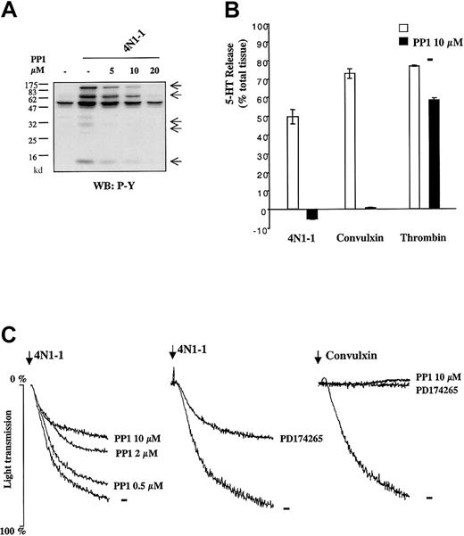 Fig. 3. Src kinases are crucial for responses induced by 4N1-1 in platelets. / (A) Human platelets were pretreated for 10 minutes with 5, 10, or 20 μM PP1 and stimulated for 2 minutes with 100 μM 4N1-1. Whole-cell lysates were resolved by 12.5% SDS-PAGE and analyzed with Western blotting using an antiphosphotyrosine antibody. Arrows on the right indicate the position of prominent phosphorylated bands. (B) Human platelets (2 × 108/mL) loaded with tritium–5-HT were preincubated for 10 minutes with 10 μM PP1 and then stimulated for 2 minutes with 4N1-1 (25 μM), convulxin (1 μg/mL), or thrombin (0.1 U/mL). Tritium–5-HT release determined by scintillation spectrometry was expressed as a percentage of total tissue content. Each experiment was done with triplicate samples, and results are expressed as means ± SD. (C) Human platelets (2 × 108/mL) were preincubated for 10 minutes with 0.5, 2, or 10 μM PP1 or 5 μM PD174265. Platelets were then stimulated with 25 μM 4N1-1 or 1 μg/mL convulxin. Aggregation was monitored by light transmission. Arrows indicate addition of agonist. Results are representative of experiments using samples from 3 different donors.