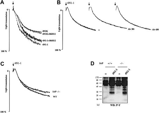 Fig. 8. Aggregation induced by 4N1-1 is unaffected in IAP-deficient mice and in platelets treated with anti-IAP antibodies. / (A) Human platelets were pretreated for 10 minutes with 50 μg/mL F(ab′)2 fragment of antihuman IAP monoclonal antibody B6H12. (B) Mouse platelets were pretreated for 10 minutes with 50 μg/mL antimouse IAP antibodies mAb 301 and mAb 430. Platelets were then stimulated with 25 μM 4N1-1 or 50 μM 4N1K. (C) Mouse platelets from WT mice and IAP-deficient mice (IAP−/−) were stimulated with 25 μM 4N1-1. Aggregation was monitored by light transmission. Arrows indicate addition of agonist. (D) Mouse platelets from WT and IAP-deficient mice were stimulated with 25 μM 4N1-1. Whole-cell lysates were resolved by 12.5% SDS-PAGE and analyzed with Western blotting using an antiphosphotyrosine antibody. Results are representative of experiments using samples from 3 different donors and 2 different mice.