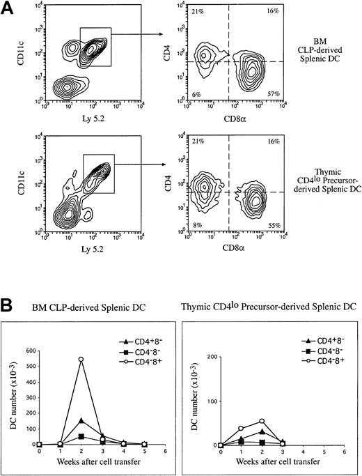 Fig. 4. The production of splenic DC populations by lymphoid-restricted precursors. / Purified Ly 5.2+ BM CLPs or the thymic CD4lowprecursors (1 to 2 × 104) were injected IV into lethally irradiated Ly 5.1 recipients. At various times after precursor cell transfer, DCs were enriched from the recipient spleen and stained with fluorescent-conjugated antibodies to Ly 5.2 and to DC markers CD11c, CD4, and CD8α. Donor-derived DCs were revealed by the expression of Ly 5.2 and CD11c. The phenotype of donor-derived DCs were determined on the basis of the CD4 and CD8α expression on the Ly 5.2+CD11c+ cells. (A) Examples of the phenotype of precursor-derived DCs 2 weeks after IV transfer of CLPs or the CD4low precursors. (B) The absolute number of each donor-derived DC population was calculated and expressed per 104 cells transferred for each time point, and these are presented here in a kinetic manner. The data presented here are the means of 2 to 3 such experiments at each time point, and each experimental group included 3 mice.