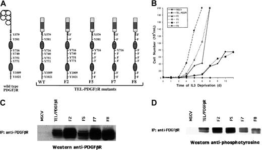Fig. 1. Structure, transforming properties, and expression of TEL/PDGFβR mutants. / (A) Schematic diagram of wild-type (WT) PDGFβR and TEL/PDGFβR mutants. At left is depicted the wild-type PDGFβR protein with the major tyrosine phosphorylation sites denoted. Wild-type and mutant TEL/PDGFβR variants are shown that contain Tyr→Phe substitutions at sites corresponding to phosphorylation sites in the native PDGFβR protein. Boxed areas indicate the TEL domain; oval hatched areas denote the split tyrosine kinase domain. Numbering of tyrosine residues corresponds to positions in the wild-type PDGFβR protein. (B) Growth properties of Ba/F3 hematopoietic cells stably transformed with wild-type and mutant TEL/PDGFβR fusion genes. Ba/F3 cells transformed by pMSCV vector with or without wild-type TEL/PDGFβR, F2, F5, F7, or F8 were grown in the absence of IL-3. Cells were maintained at a density of 1 × 105 to 1 × 106/mL. (C) Expression of wild-type and mutant TEL/PDGFβR proteins in stably transformed Ba/F3 cells. Cells were lysed and were immunoprecipitated with antibody recognizing the cytoplasmic domain of the PDGFβR. Immunoprecipitates were separated by SDS-PAGE and immunoblotted with antibody against the PDGFβR cytoplasmic domain. Multiple bands in each lane are the consequence of 2 translational start sites within theTEL gene and of autophosphorylation of TEL/PDGFβR. (D) Tyrosine phosphorylation of wild-type and mutant TEL/PDGFβR proteins. TEL/PDGFβR variants were immunoprecipitated as in panel C and immunoblotted with a monoclonal antibody against protein phosphotyrosine.