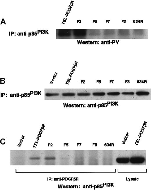 Fig. 5. PI3K phosphorylation by TEL/PDGFβR. / PI3K tyrosine phosphorylation and association with TEL/PDGFβR fusion proteins in Ba/F3 cells. (A) Ba/F3 cell lysates were immunoprecipitated with antibody against the 85-kd subunit of PI3K and immunoblotted with antibody against phosphotyrosine. (B) PI3K immunoprecipitates were immunoblotted with antibody against p85PI3K to assess relative expression and immunoprecipitation. (C) Ba/F3 cells were immunoprecipitated with antibody against the PDGFβR cytoplasmic domain and immunoblotted with antibody against p85PI3K.