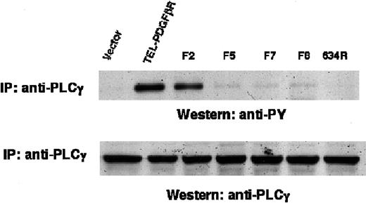 Fig. 6. Tyrosine phosphorylation of PLCγ. / Ba/F3 cells were lysed, immunoprecipitated with antibody against PLCγ, and immunoblotted with antibody against phosphotyrosine (top). PLCγ expression was assessed by immunoblotting whole cell lysates with antibody against PLCγ (bottom).