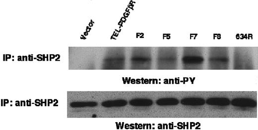 Fig. 7. Tyrosine phosphorylation of SHP-2. / Ba/F3 cell lysates were immunoprecipitated with antibody against SHP-2 and immunoblotted with antibody against phosphotyrosine (top) or against SHP-2 (bottom).
