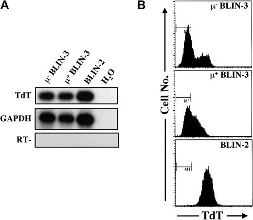 Fig. 4. BLIN-3 cells express TdT. / (A) Analysis of TdT mRNA expression in μ− BLIN-3 and μ+ BLIN-3 cells by RT-PCR followed by Southern blot analysis. BLIN-2 is a TdT+ pre-B ALL line included as a positive control. H2O, no template; RT−, no reverse transcriptase. (B) Analysis of TdT protein expression in μ− BLIN-3 and μ+ BLIN-3 cells. BLIN-2 is included as a positive control. The bar labeled M1 denotes staining by the isotype-matched control. GAPDH indicates glyceraldehyde phosphate dehydrogenase.