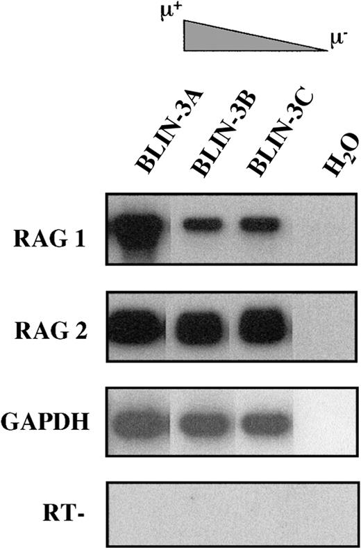 Fig. 7. BLIN-3 sublines express RAG-1 and RAG-2. / cDNA was amplified using primers for RAG-1 and RAG-2. PCR products were separated on an agarose gel followed by Southern blot analysis. GAPDH was used as a control for cDNA integrity. H2O, no cDNA template; RT−, no reverse transcriptase.