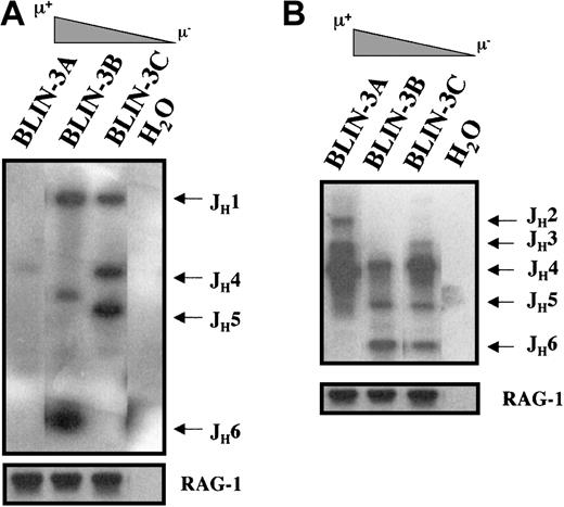 Fig. 8. Acquisition of μ in BLIN-3 sublines is associated with V to DJ rearrangement. / (A) Analysis of DJ rearrangements in BLIN-3 sublines. Genomic DNA from BLIN-3 sublines expressing different levels of surface μ was amplified by PCR using a 5′ DXP-DH element primer and a 3′ JH6 primer. The JH designations on the right side of the blot define the sizes of amplified fragments representing specific JH family members. (B) Analysis of VH6-family VDJ rearrangements in BLIN-3 sublines. Genomic DNA from BLIN-3 sublines expressing different levels of surface μ was analyzed for VDJ rearrangements using a VH6 family-specific 5′ primer and a JH6 3′ primer. BLIN-3 sublines bearing higher percentages of μ+ cells exhibited more VDJ rearrangements. In panels A and B, the RAG-1 gene was amplified as a loading control. H2O, no DNA template.