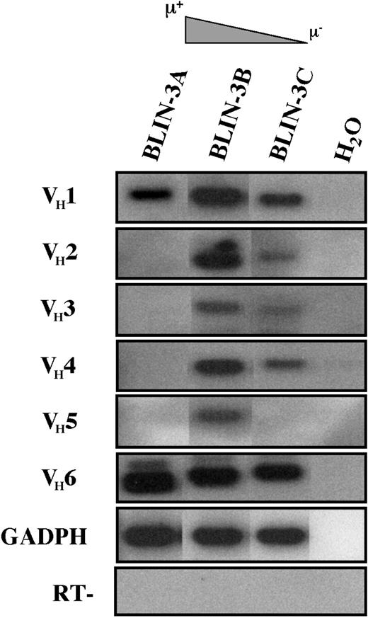 Fig. 9. BLIN-3 sublines express VDJ rearrangements from multiple VH families. / cDNA derived from BLIN-3 sublines expressing different levels of surface μ was analyzed by RT-PCR followed by Southern blotting for VDJ transcription using VH family-specific primers. GAPDH was used as a control for cDNA integrity. H2O, no cDNA template; RT, no reverse transcriptase.