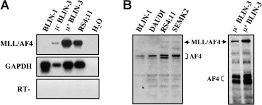 Fig. 11. MLL/AF4 is expressed by μ− and μ+ BLIN-3 cells. / (A) RT-PCR analysis of MLL/AF4 expression. cDNA generated from μ− BLIN-3 and μ+ BLIN-3 sublines was amplified using primers that specifically amplify MLL/AF4 transcripts.32 PCR products were Southern blotted with an oligonucleotide probe internal to the amplified sequence. GAPDH was used as a control for cDNA integrity. H2O, no cDNA template; RT, no reverse transcriptase. (B) Western blot analysis of AF4 expression in BLIN-3 cells. Whole-cell lysates were prepared, and 80 μg protein per lane was electrophoresed on a 6% SDS-PAGE gel and subsequently transferred to nitrocellulose. Membranes were probed with mouse anti–human AF4 mAb. The 2 blots represent separate gels.